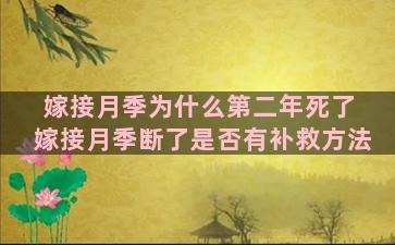 嫁接月季为什么第二年死了 嫁接月季断了是否有补救方法